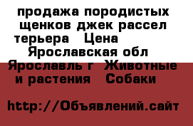 продажа породистых щенков джек-рассел терьера › Цена ­ 25 000 - Ярославская обл., Ярославль г. Животные и растения » Собаки   